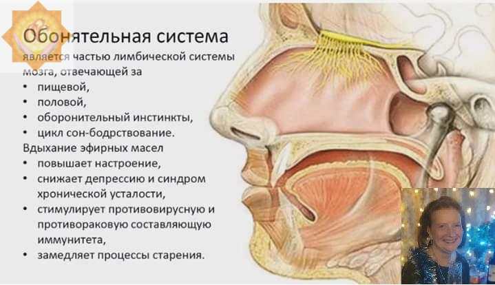 Обонятельная система человека.